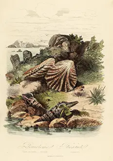 Clam: Babylon turrid, Raphitoma echinata and kitten's paws clams