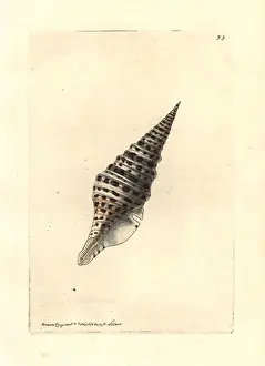 Babylonia: Babylon turrid shell, Turris babylonia