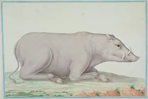 Gideon: Babyrousa babyrussa, babirusa