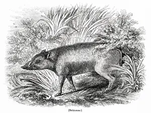 Tusks: Babyrussa (babirusa, babiroussa)