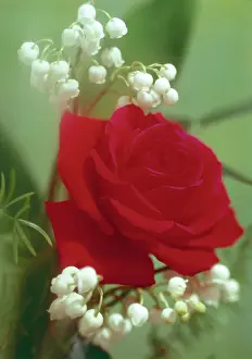 Daglish: Baccarat Rose and Lily of the Valley