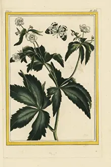 Ranunculus: Bachelor's buttons, Ranunculus aconitifolius