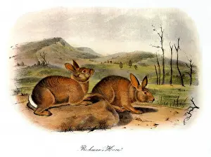 Hares: Bachman's Hares