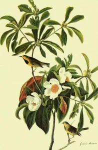 Warbler: Bachman's Warbler, Vermivora bachmanii