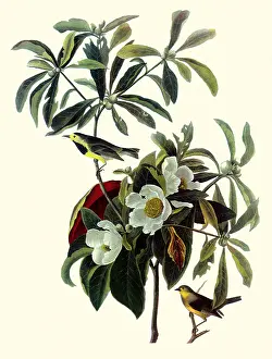 Warblers: Bachman's Warblers