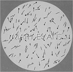 Bacillus: BACILLUS OF TETANUS