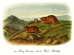 Prairie: Back's Lemmings