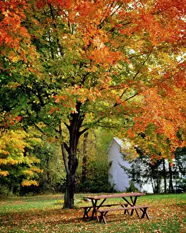 Pht001: Empty Backyard Picnic Table Under Fall Tree Displaying