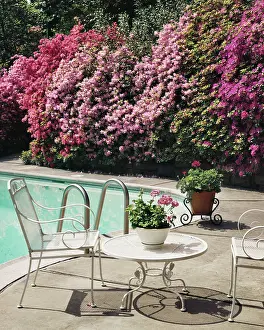 Azaleas: Backyard Swimming Pool Azaleas in Bloom Geraniums in Cont