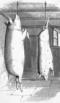 Joints: BACON JOINTS 1857