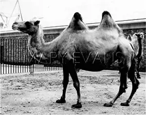 Humps: BACTRIAN CAMEL/ 1960S