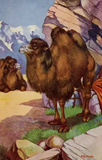 Bactrianus: Bactrian camel