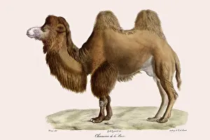 Survive: Bactrian Camel