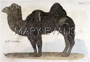 Bactrian: BACTRIAN CAMEL
