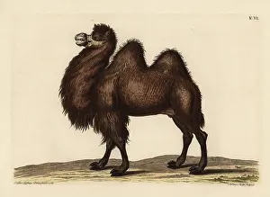 Auserlesenes: Bactrian camel, Camelus bactrianus