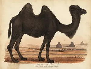 Smellie: Bactrian camel, Camelus bactrianus