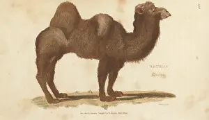 G. Kearsley: Bactrian camel, Camelus bactrianus