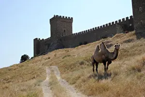 Hump: Bactrian Camel. Ukraine