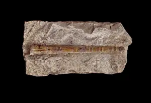 Nautiloid: Bactrites carinatus, nautiloid