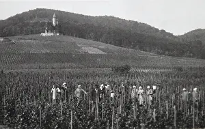 Voslau: Bad Voslau - The wine estate of Robert