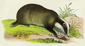 Badgers: BADGER