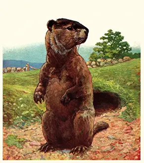 Badger: Badger