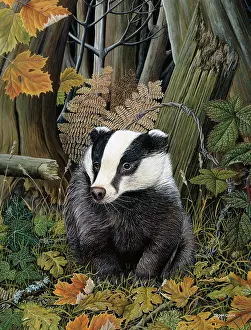 Bracken: Badger in autumn leaves