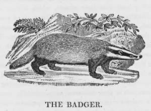 Harmless: BADGER (BEWICK)