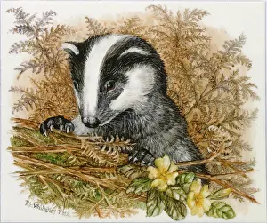 Whitaker: Badger cub with primroses and bracken