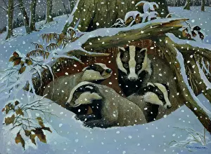 Samaraweera: Badger and three cubs in snowy sett