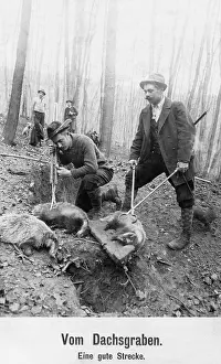 Traps: Badger hunt, 1911