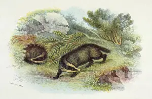 Naturalists: BADGER/NATURALIST'S LIB