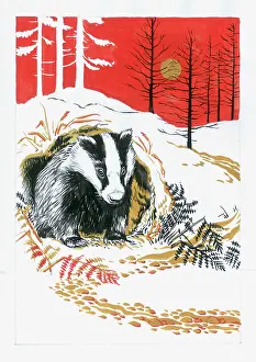 Burrow: Badger in Snow with Bracken and Fir Trees
