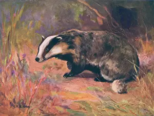 Taxus: BADGER/SWAN/WILD BEASTS