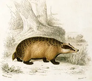 Badger: Badger (Ursus meles)