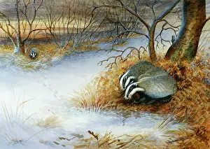 Badgers: Badgers
