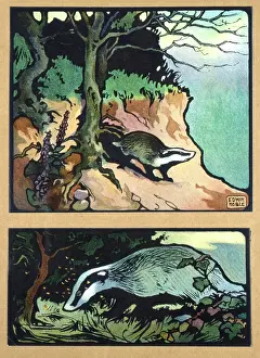 Badger: Badgers