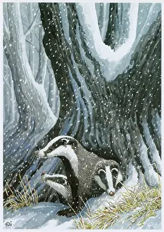 Badgers: Badgers