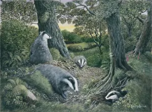 Badgers: Badgers ' four badgers in woodland