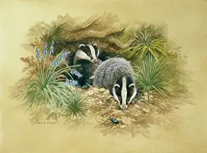 Parry: Two Badgers with bluebells and a stag beetle