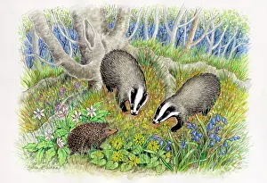 Badgers: Two badgers and a hedgehog in the woods
