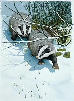 Badgers: Badgers in Moonlight ' in snow
