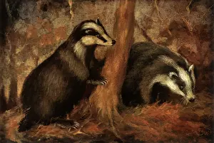 Badgers: Badgers at Play