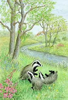 Badgers: Three badgers at play by a river bank
