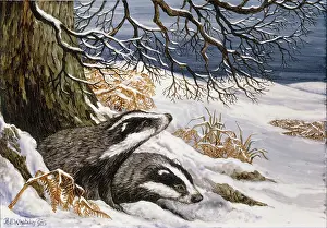 Whitaker: Badgers in the Snow