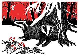 Badgers: Badgers in the snow