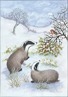 Badgers: Two badgers in the snow looking at a robin on a hollybush