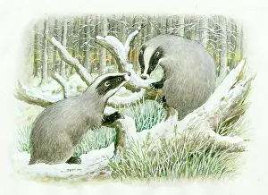 Badgers: Two badgers in a snowy wood