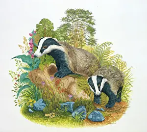 Badgers: Two Badgers with tree stump