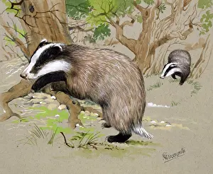 Forage: Two Badgers in a wood